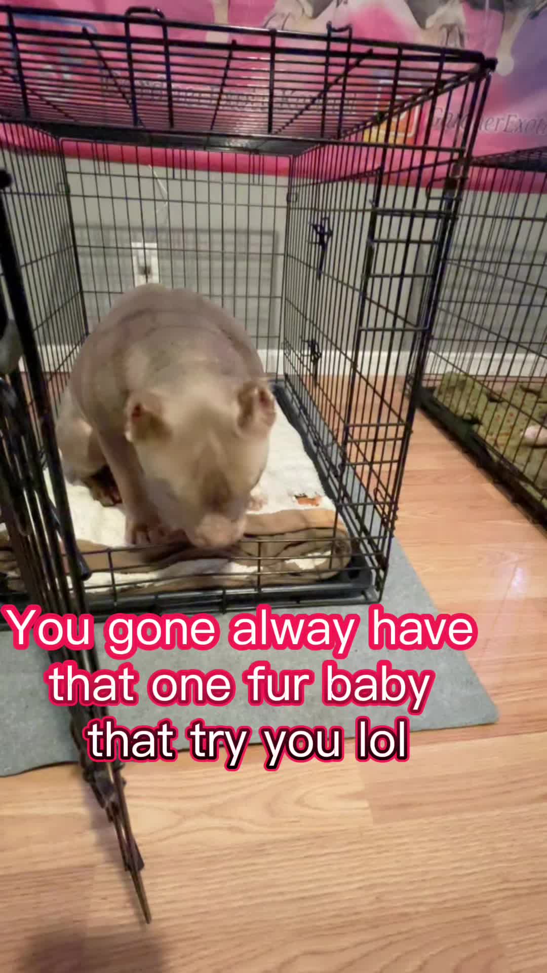 @gardnerkennel08