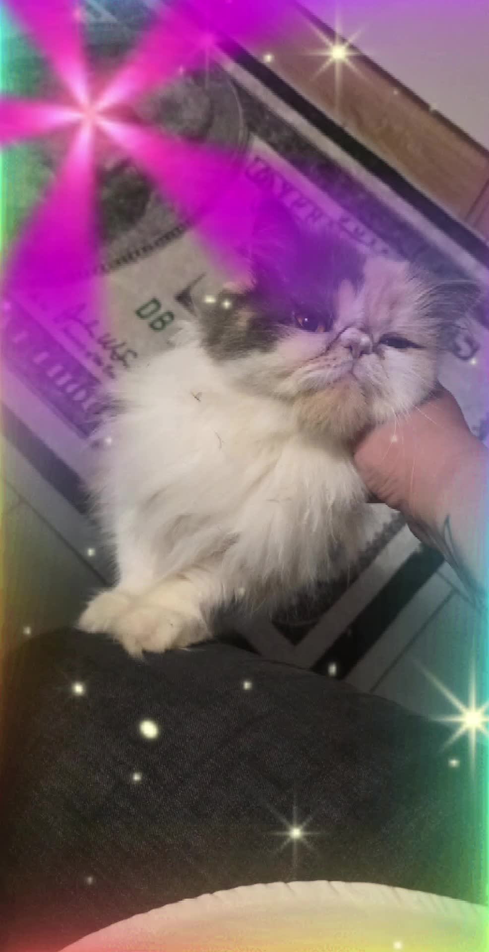 @─❀Ꮇ͓̽Ꭿ͓̽Ꮑ͓̽Ꮼ͓̽Ꭼ͓̽Ꮮ͓̽Ꭺ͓̽❀─