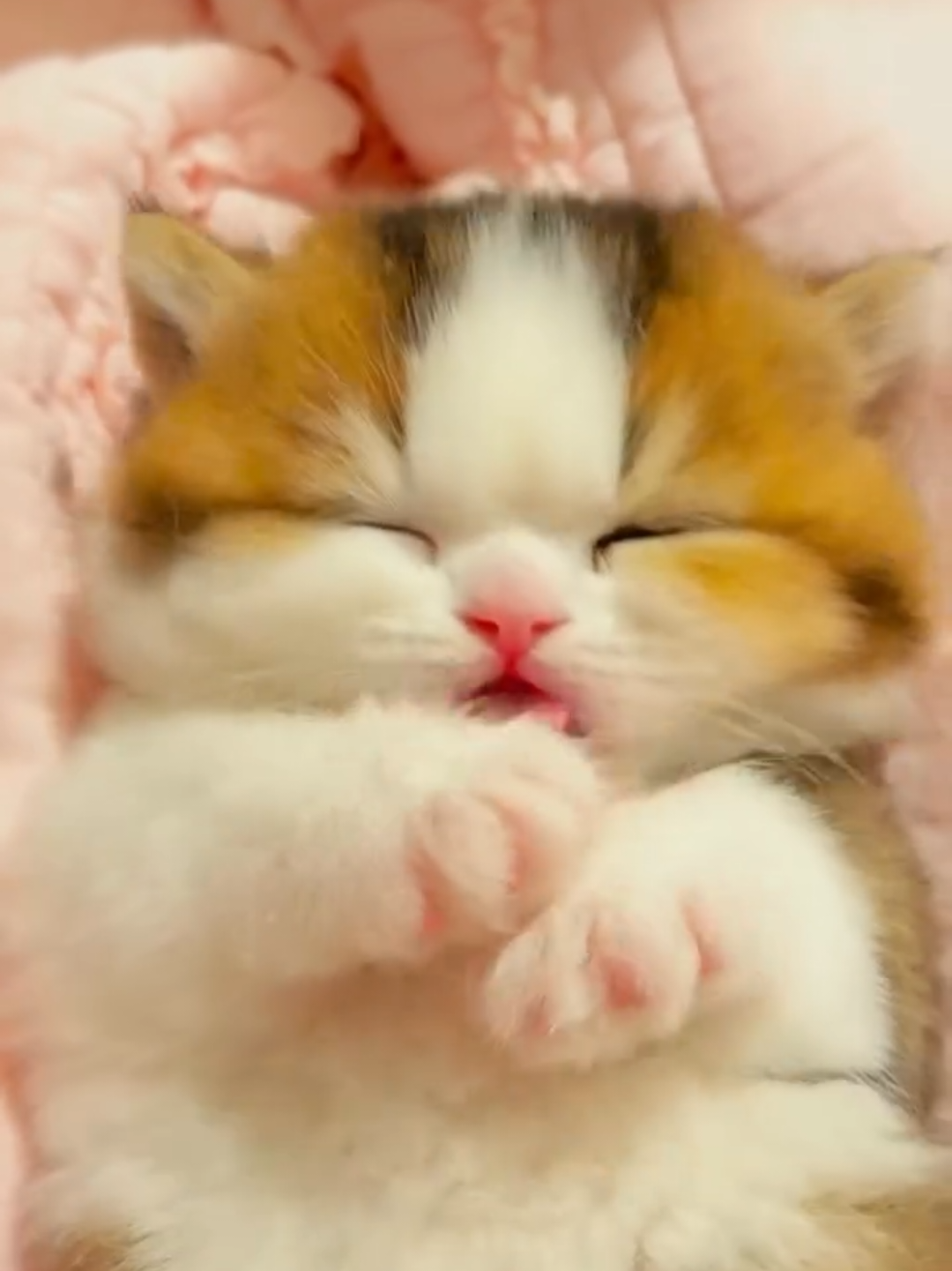 @Chonky World Of Cats