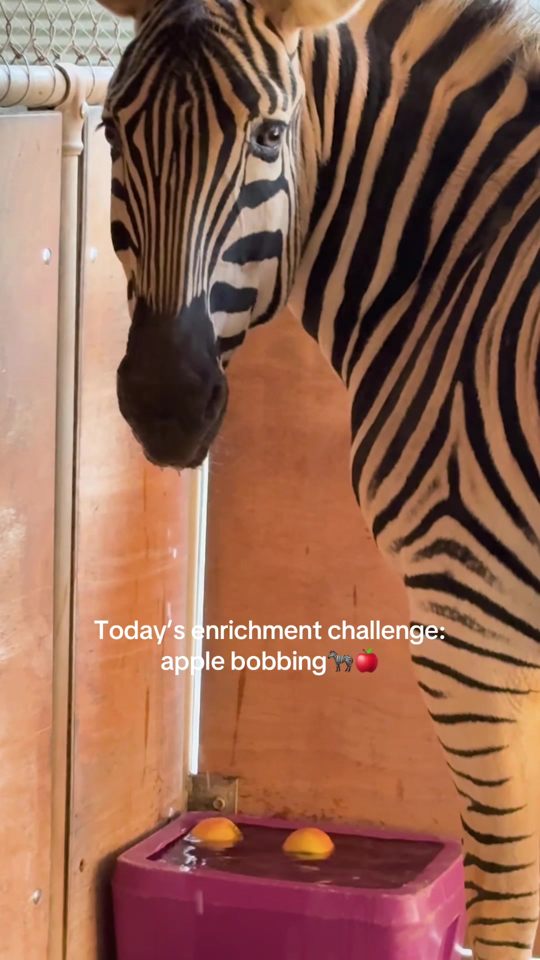 @Perth Zoo
