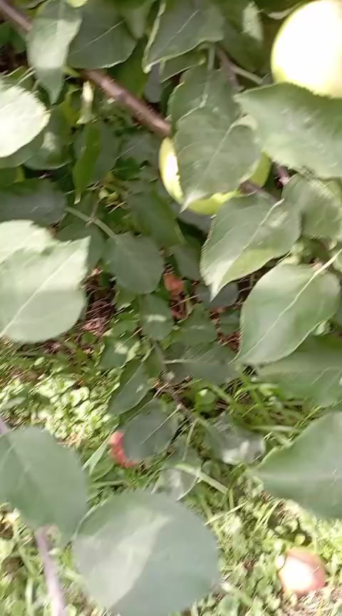 @💫Даниса💫