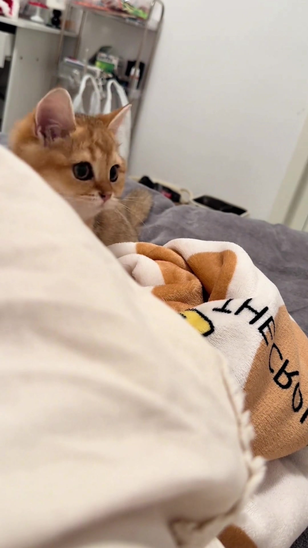@cutekitten37