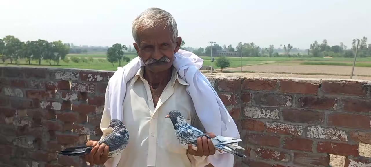 @Ranakasuripigeon