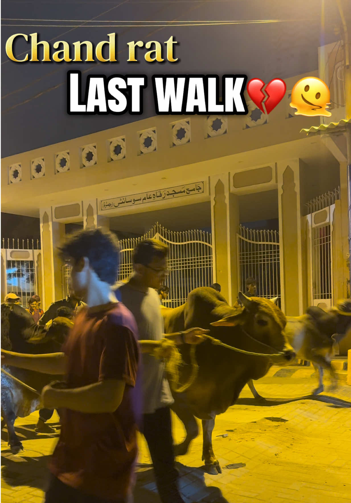 @cow lover😍