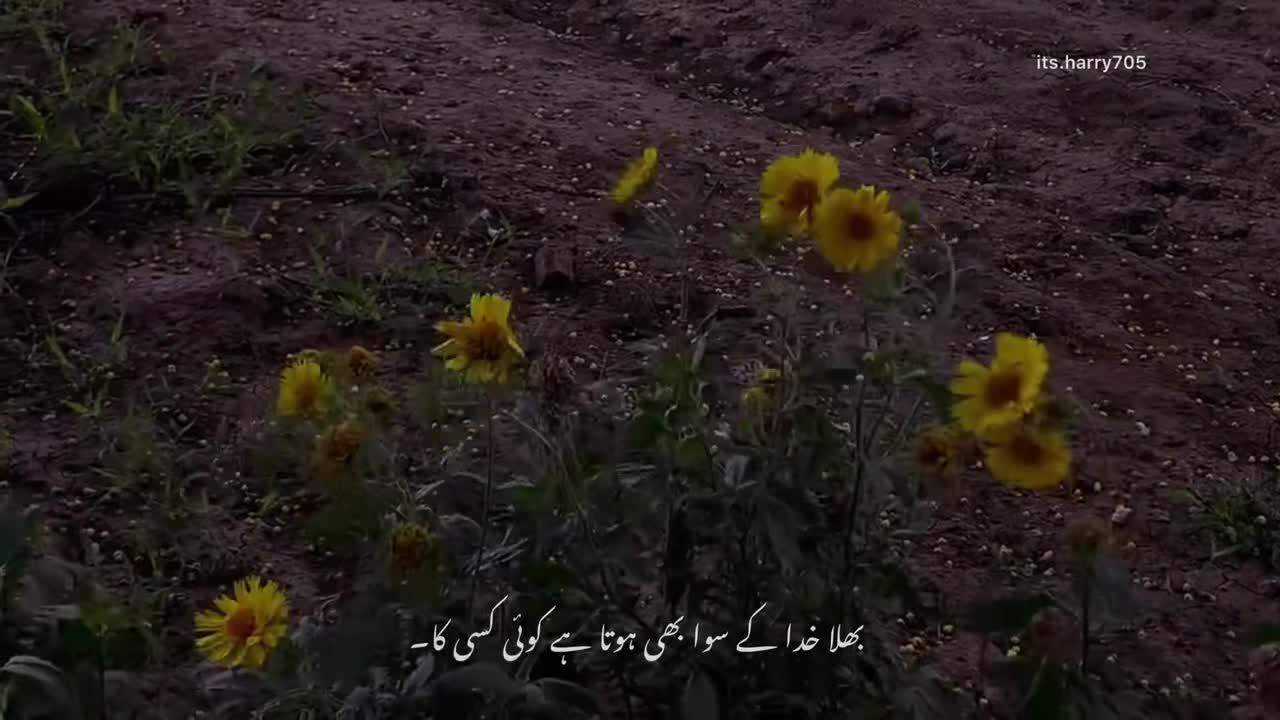 @𝗛𝗮𝗿𝗿𝘆