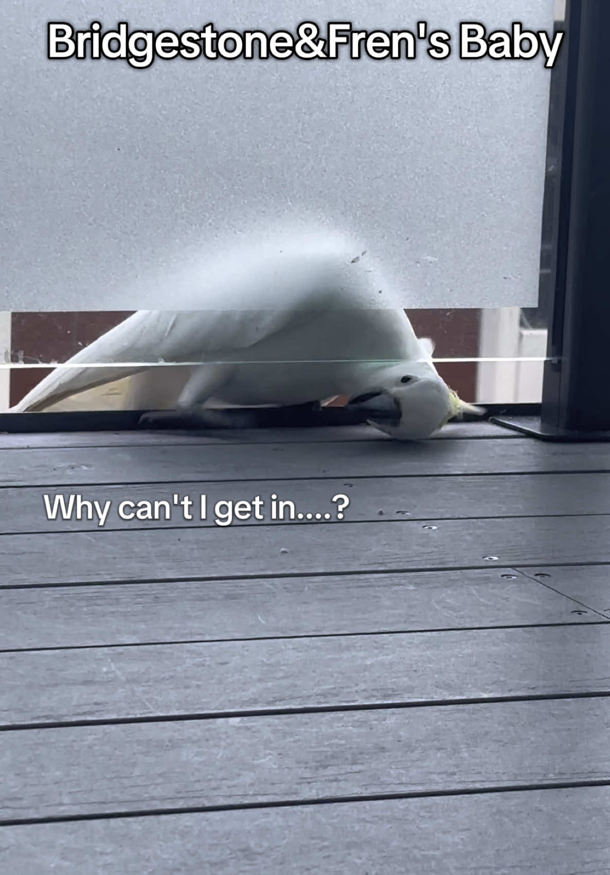 @aussie.cockatoo