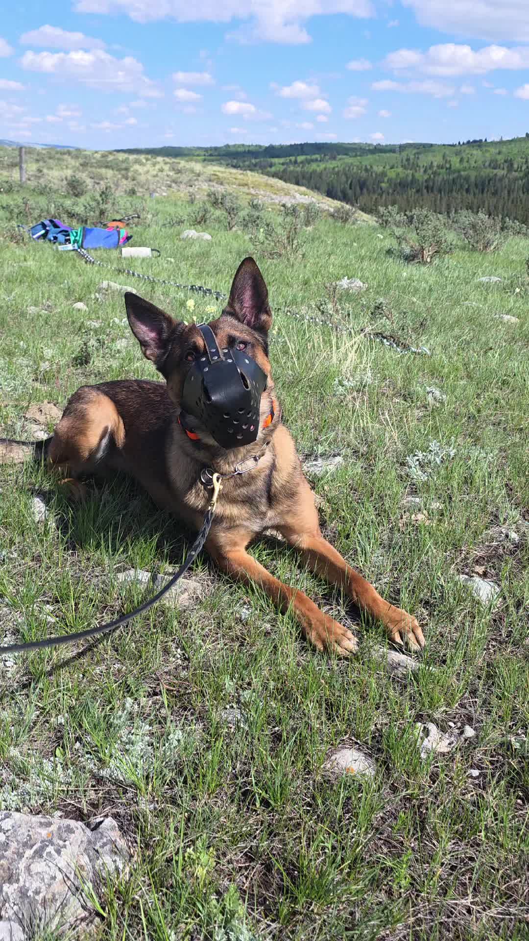 @Steph-RaisingHell.Hounds🇨🇦