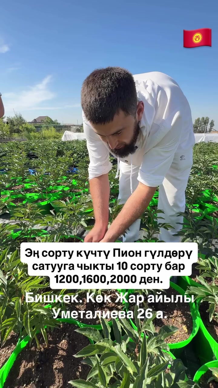 @СУПЕР САДОВНИК ИЗ ЖАЛАЛ-АБАДА