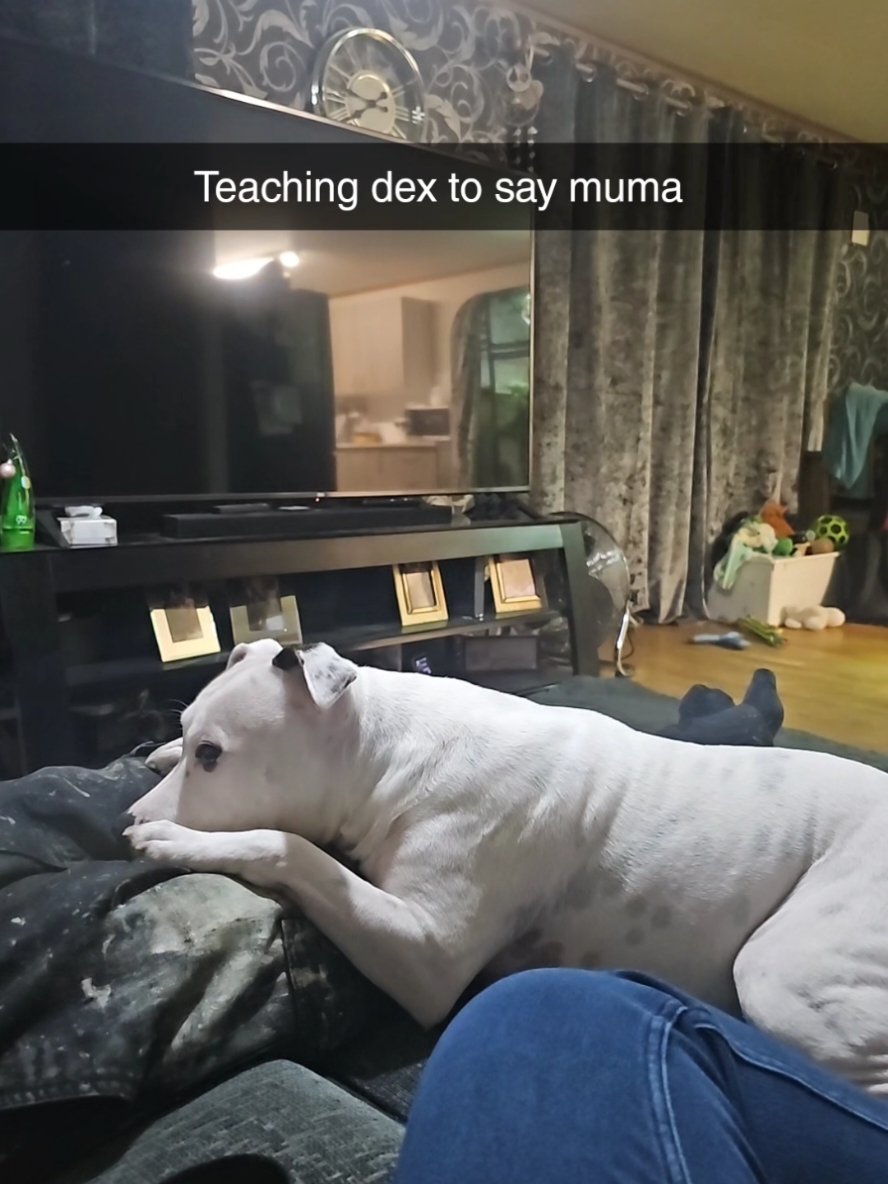 @Dexter's mum 🐾
