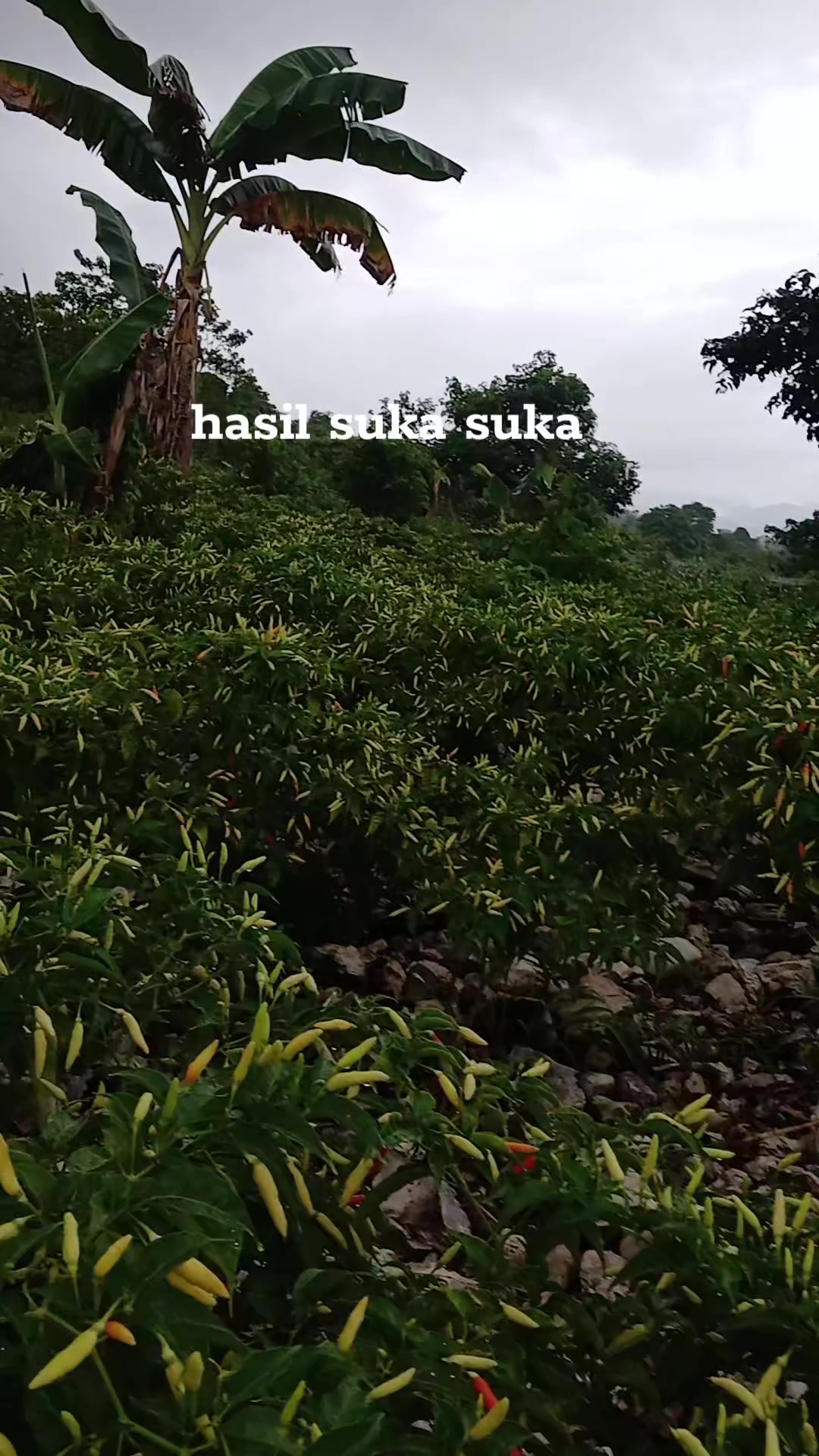 @Rica pala.333