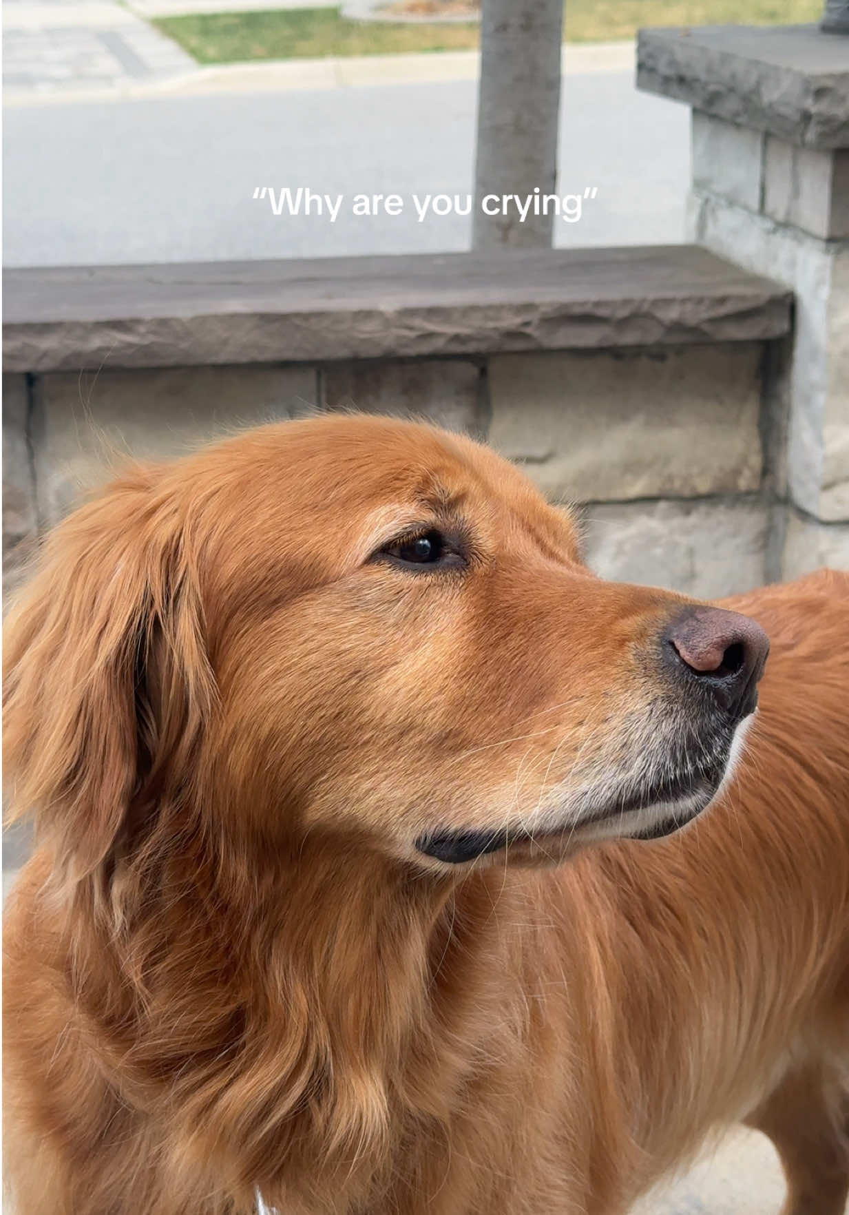 @Bentley the Spicy Golden🌶️