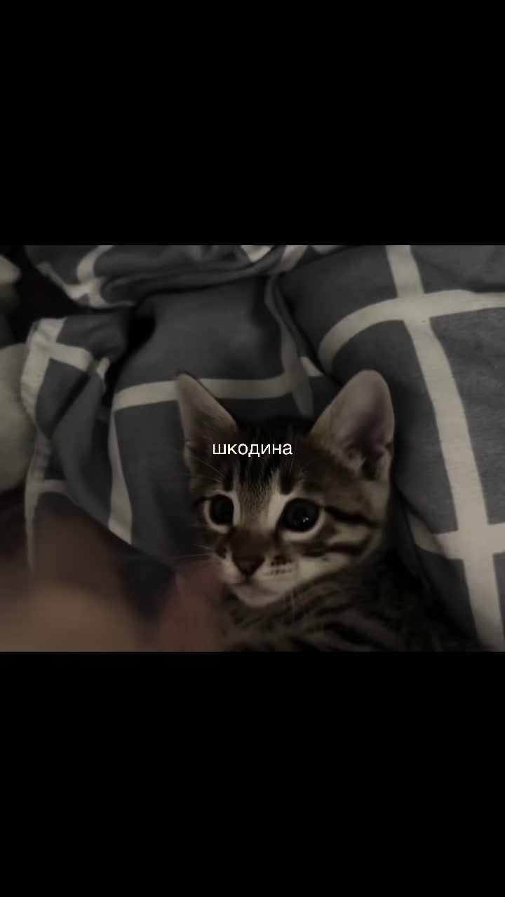 @янаст