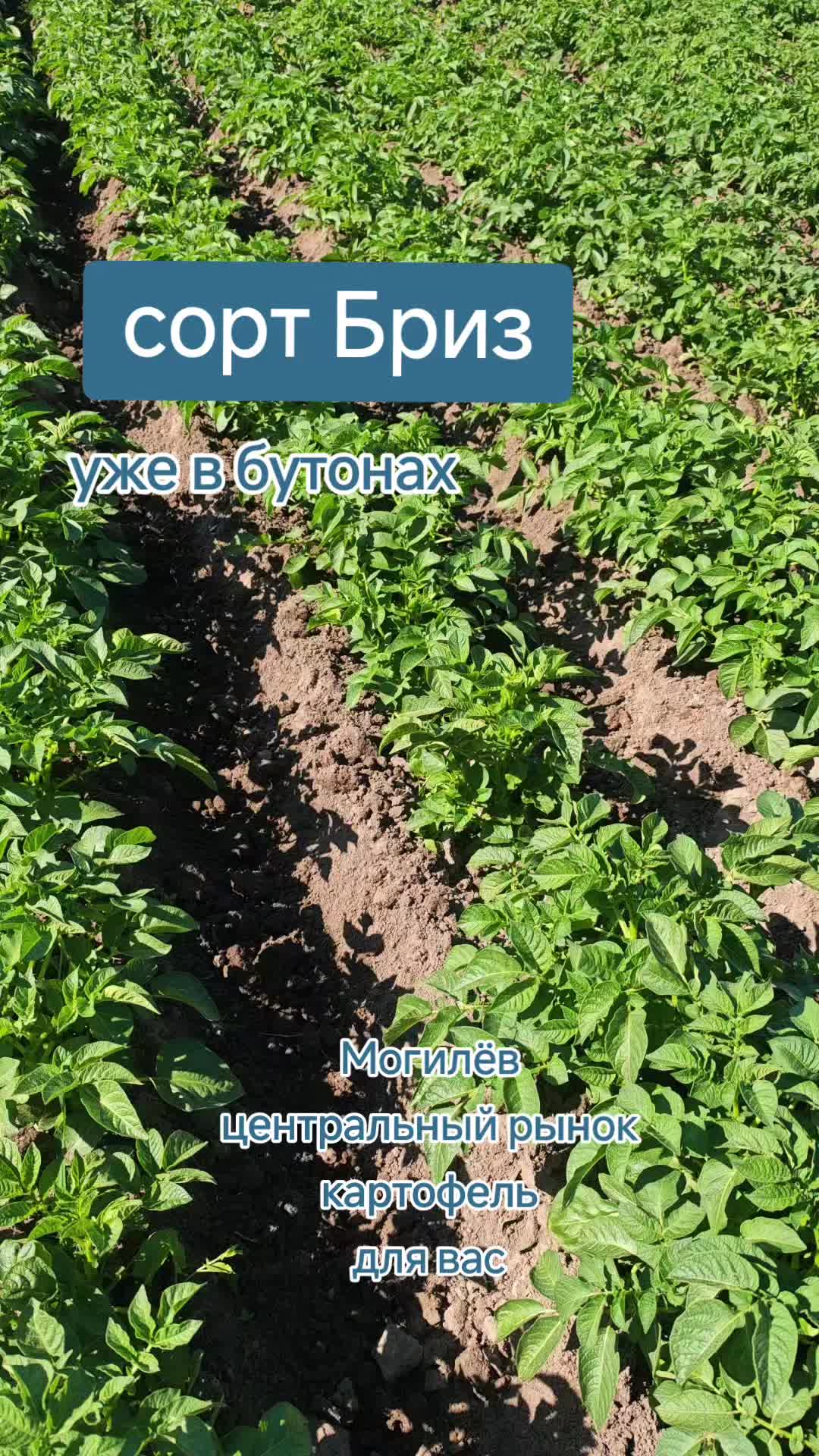 @Картофель Могилёв