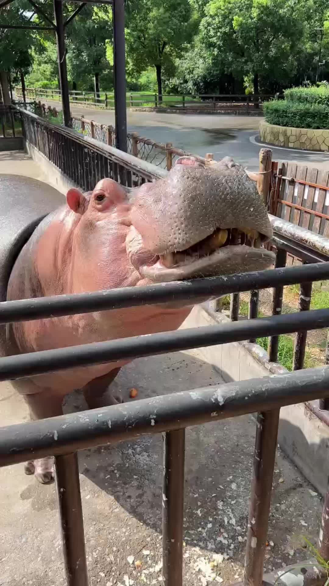 @Hippo