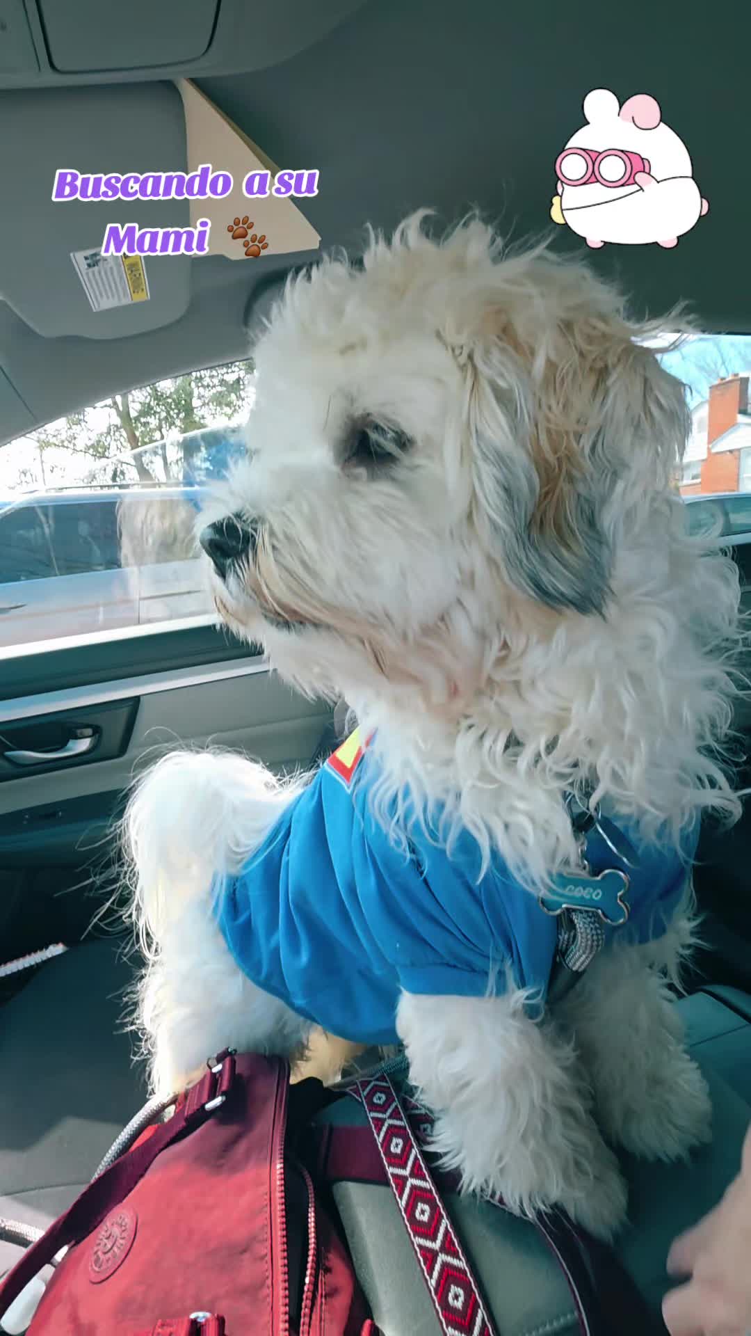 @Coco 💙🐶🐾