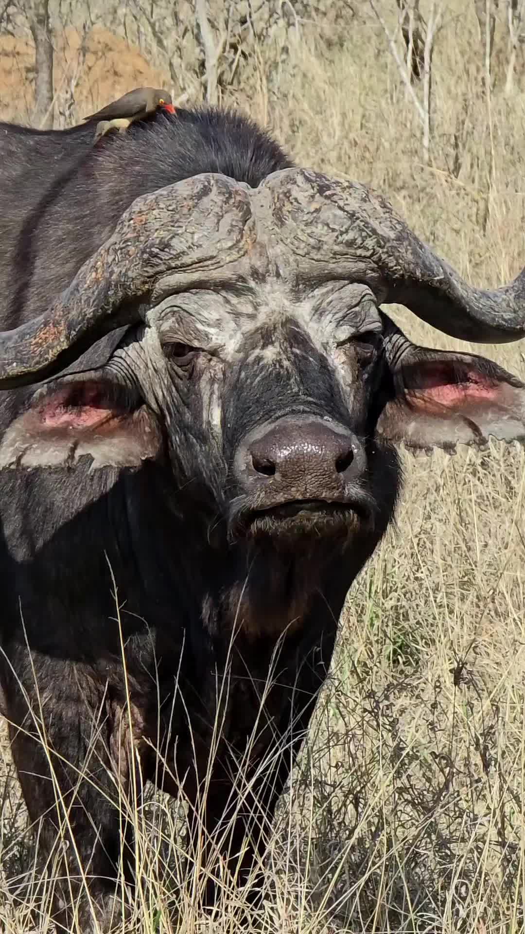 @KPS Safaris and Tours