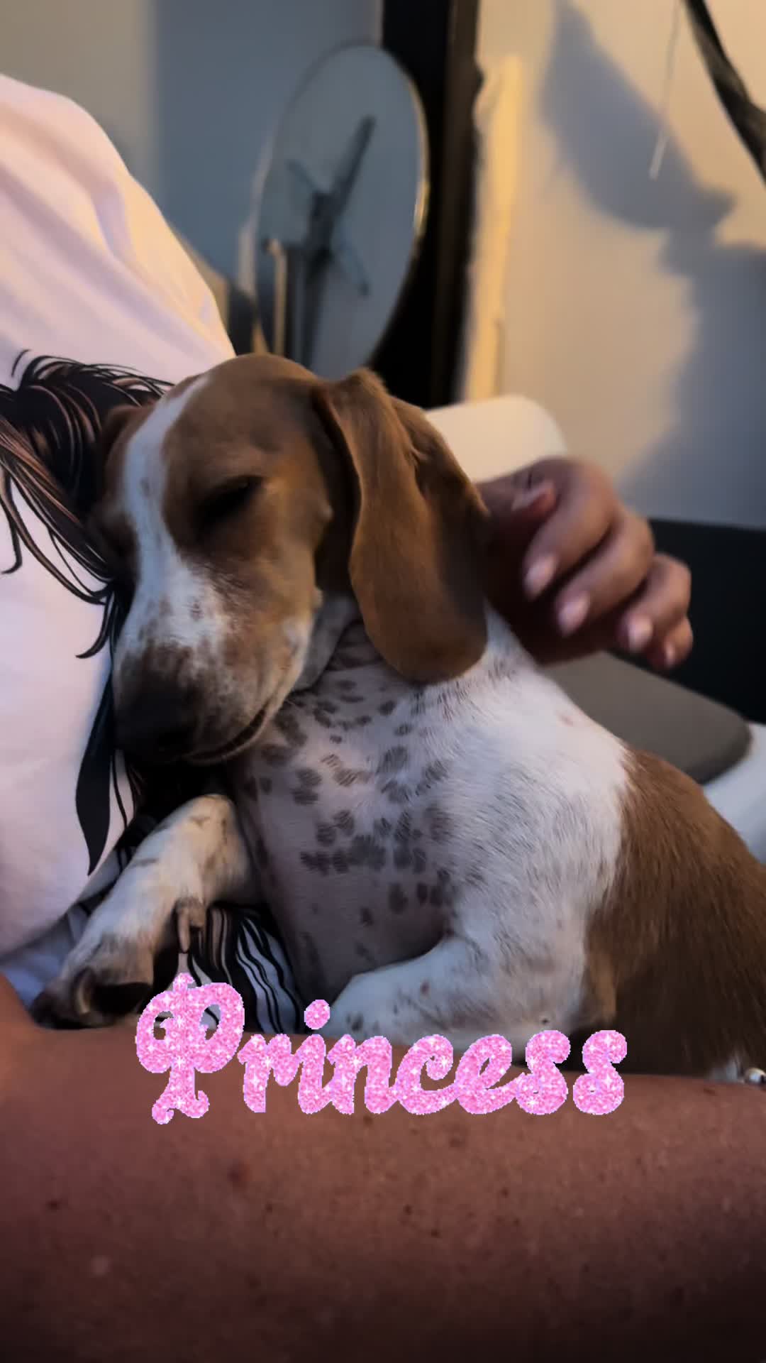 @Mileythedackel