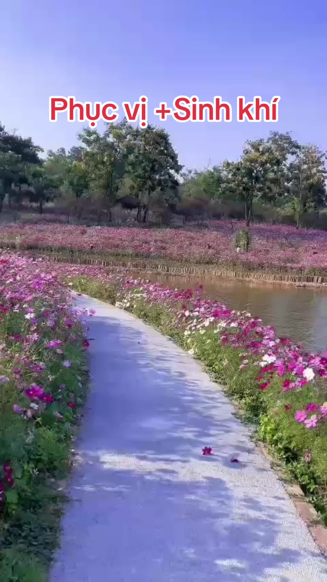@Hoa Hướng Dương 6768