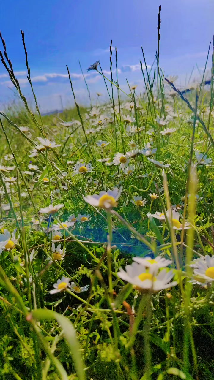 @𝑩𝒂𝒖𝒕𝒕𝒆𝒓𝒇𝒍𝒚ꨄ︎