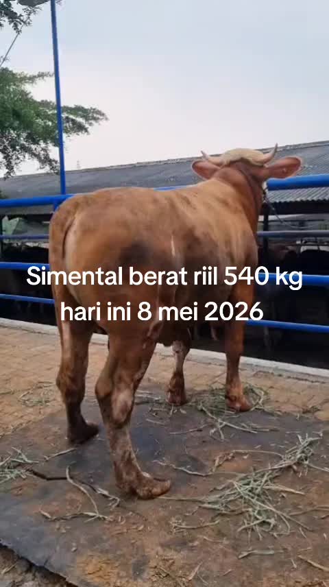 @padangzambrud