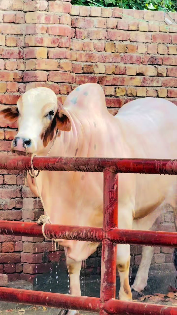 @Unique Cattle Farm