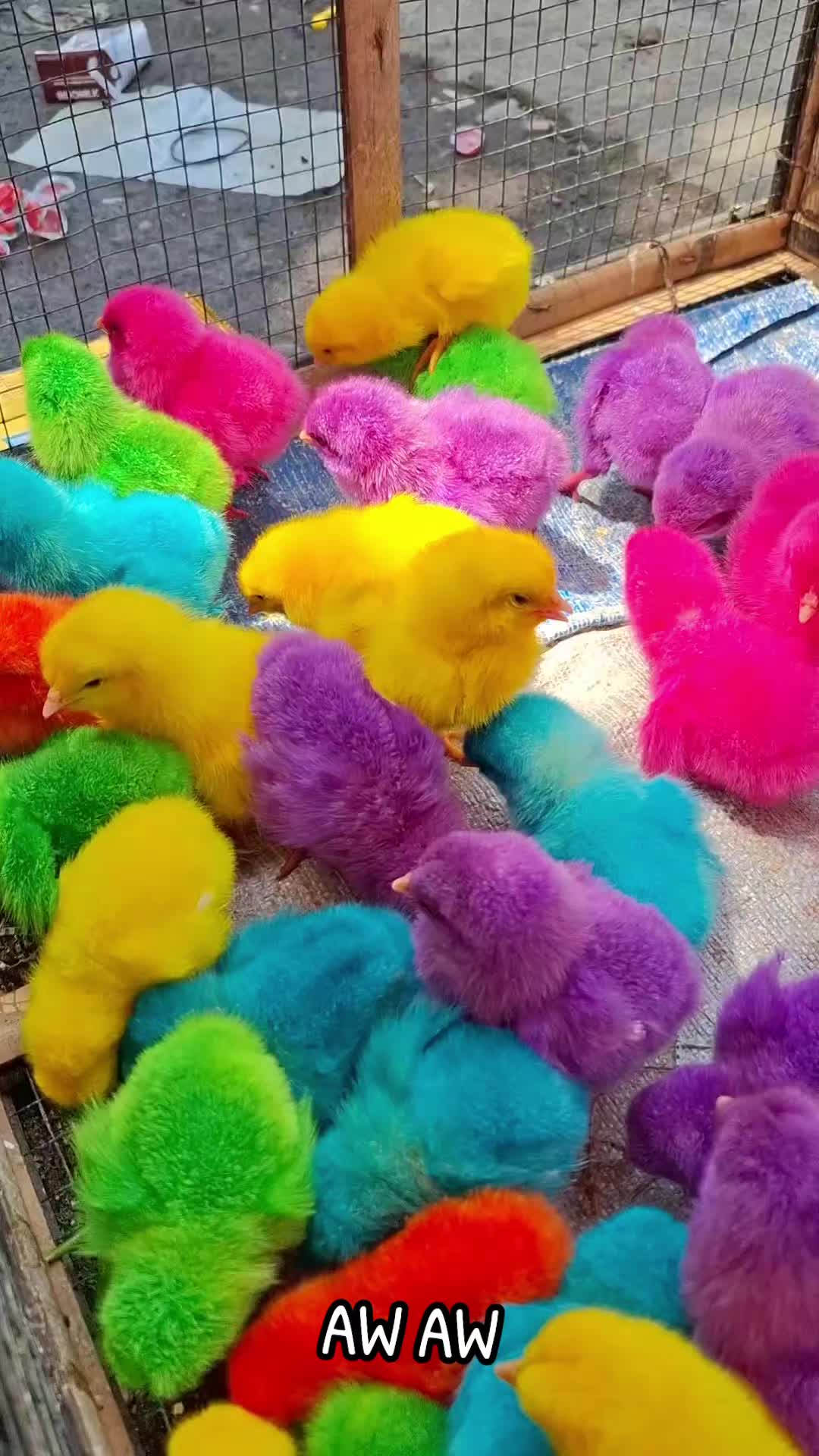 @AyamWarnaWarni