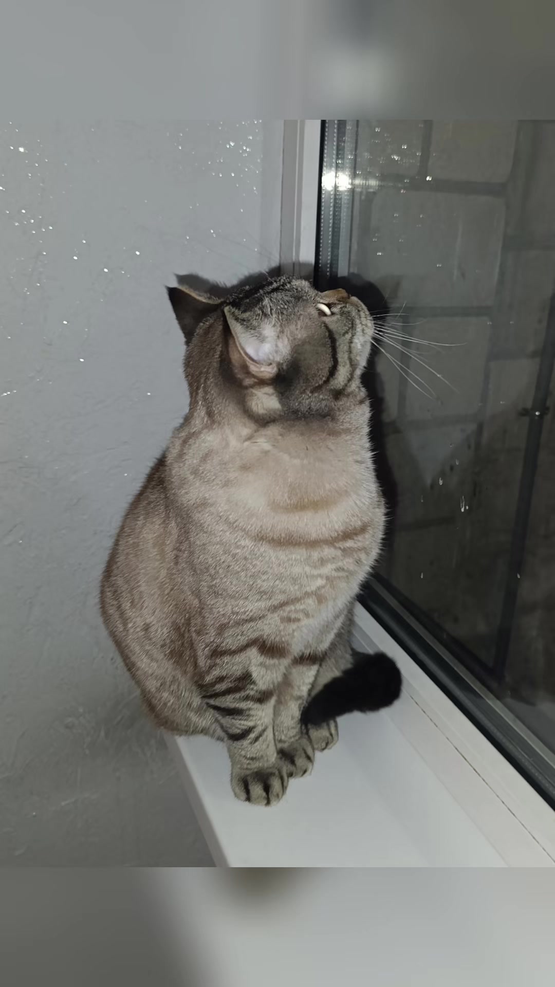 @Cat&Kittens