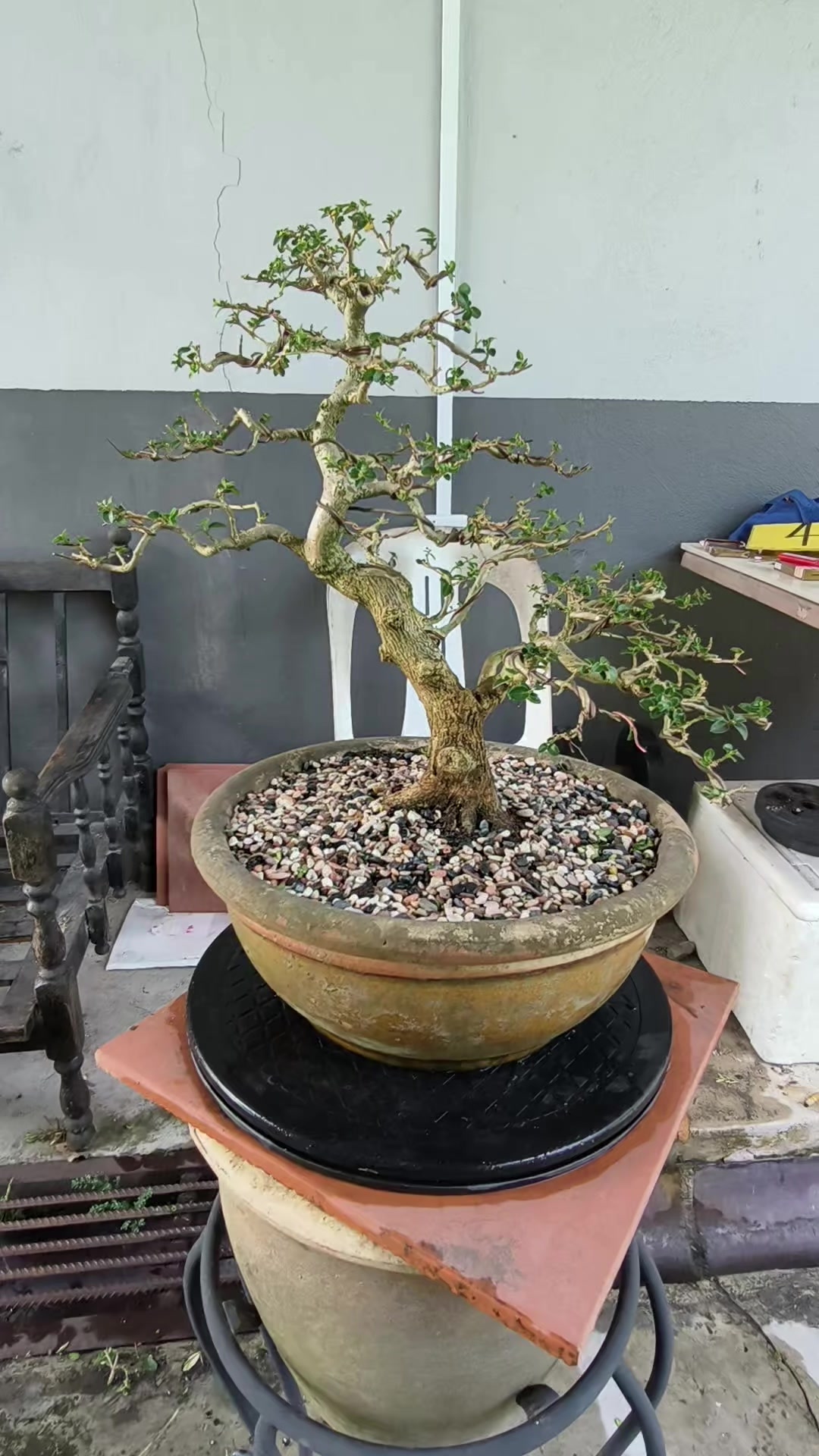 @ONE BONSAI JB