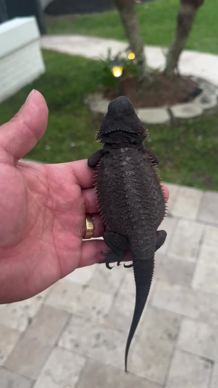 @Morph Reptiles