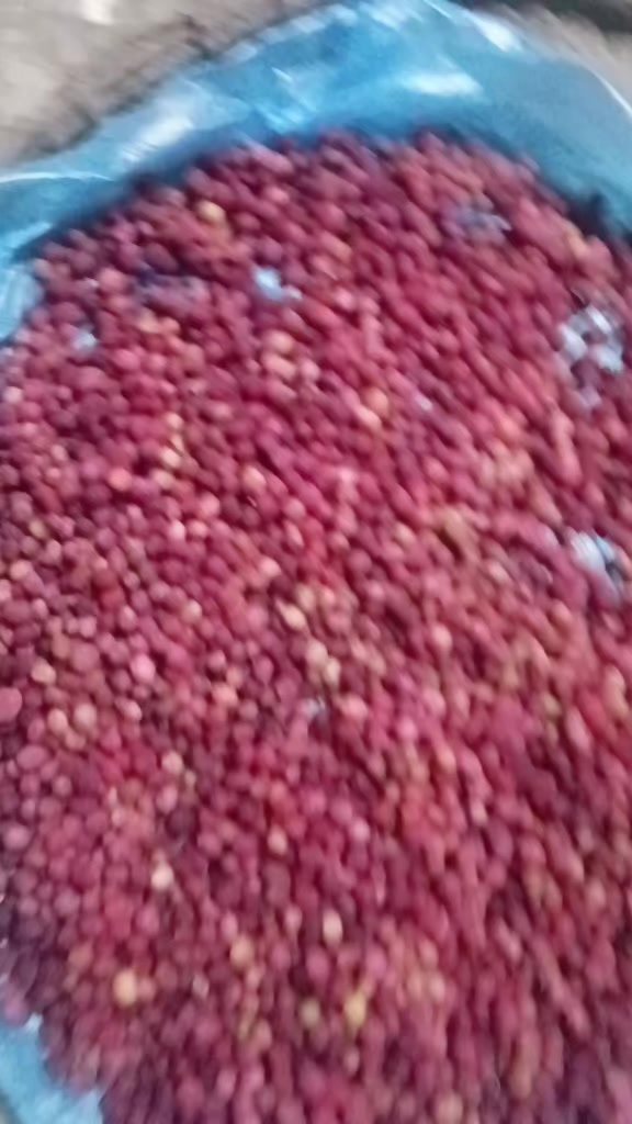 @khagendrayari