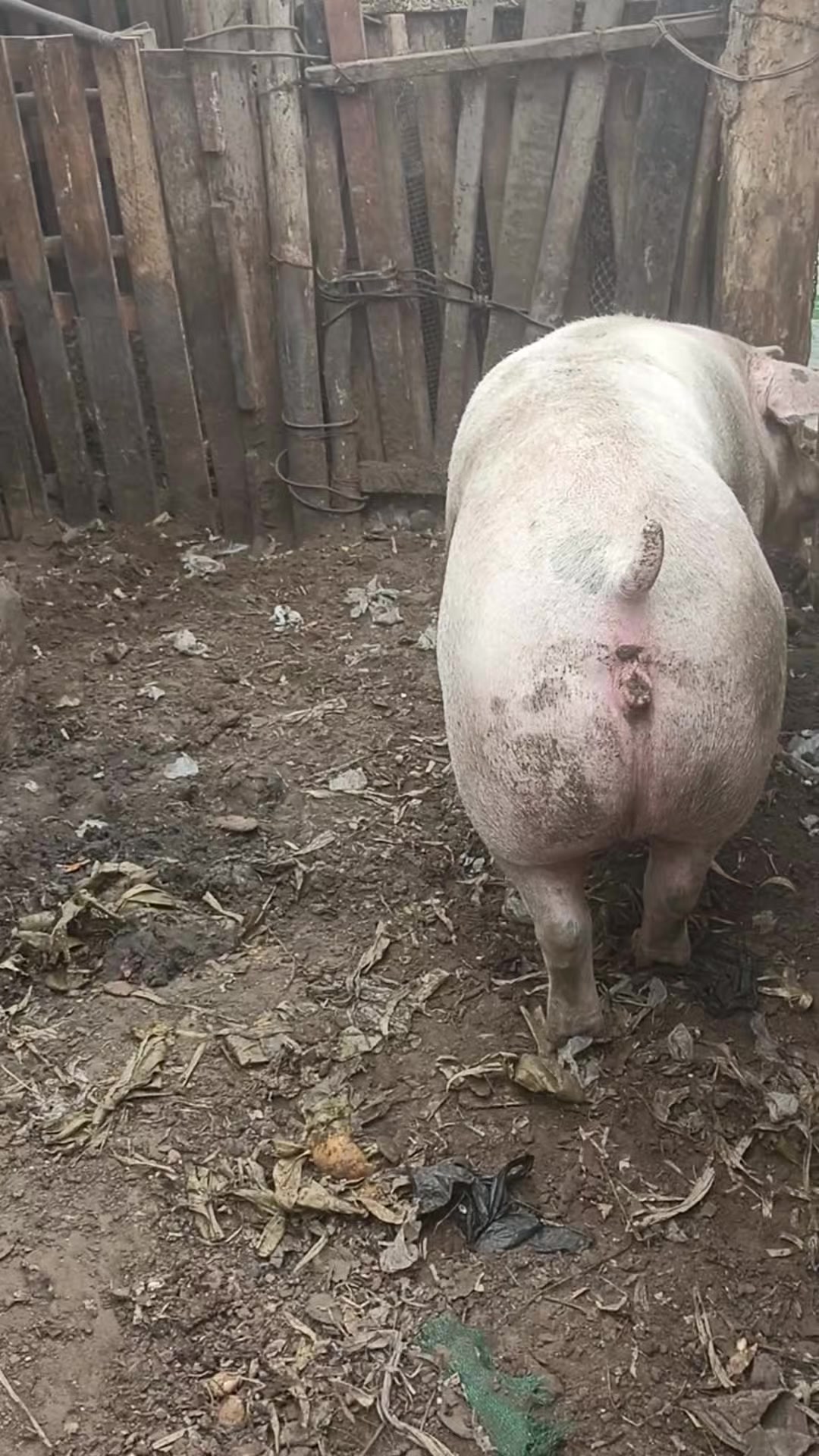 @BRAYAN .R. 🐷