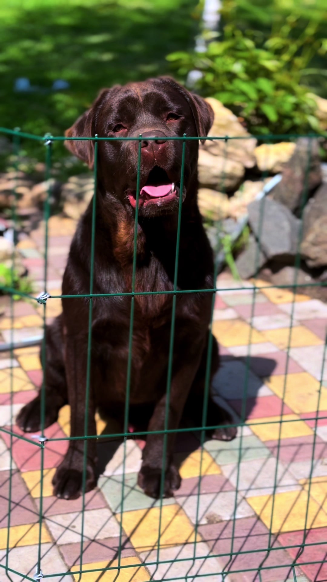 @Labrador_le_Grand
