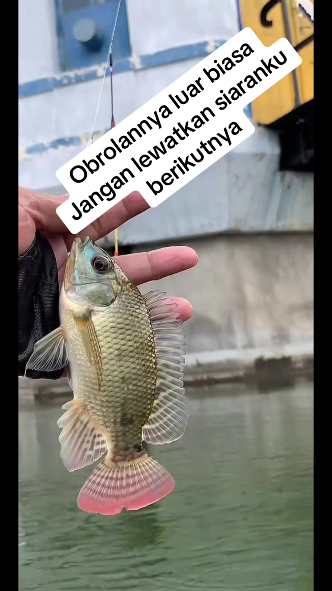 @MAFIA FISHING