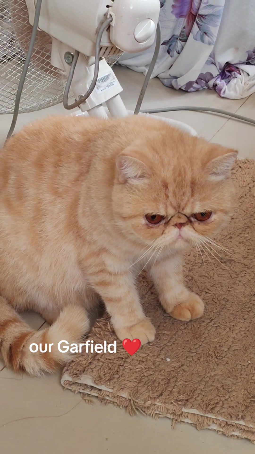 @UniqueClaw Cattery