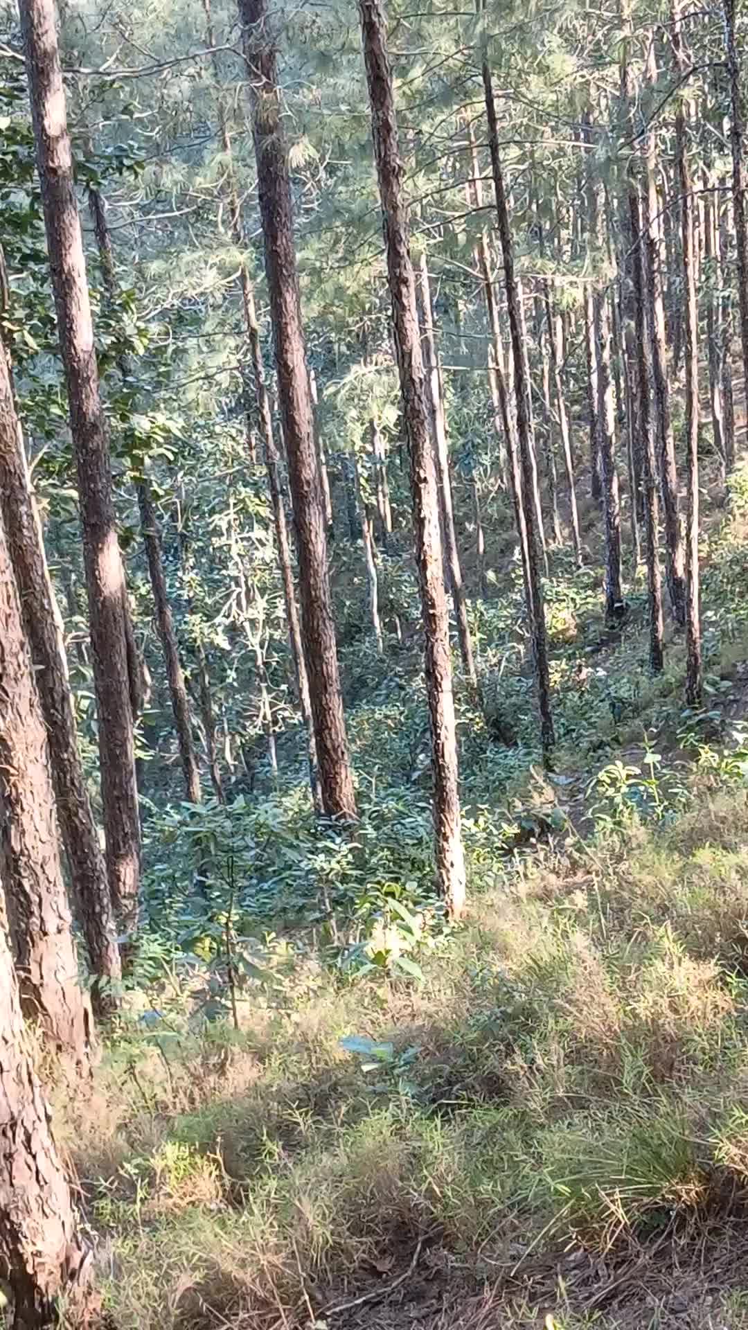 @विष्णु मानकोट