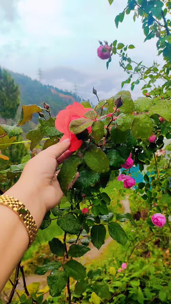 @ch.rohan3374