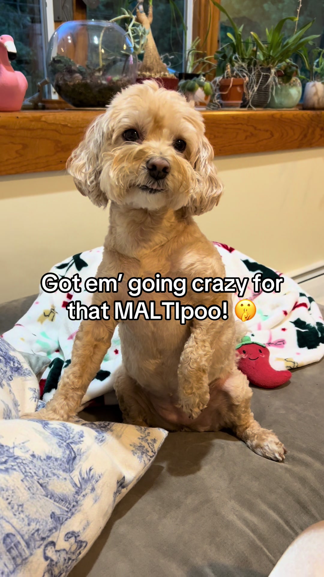 @ChloeCaboodleDoodle