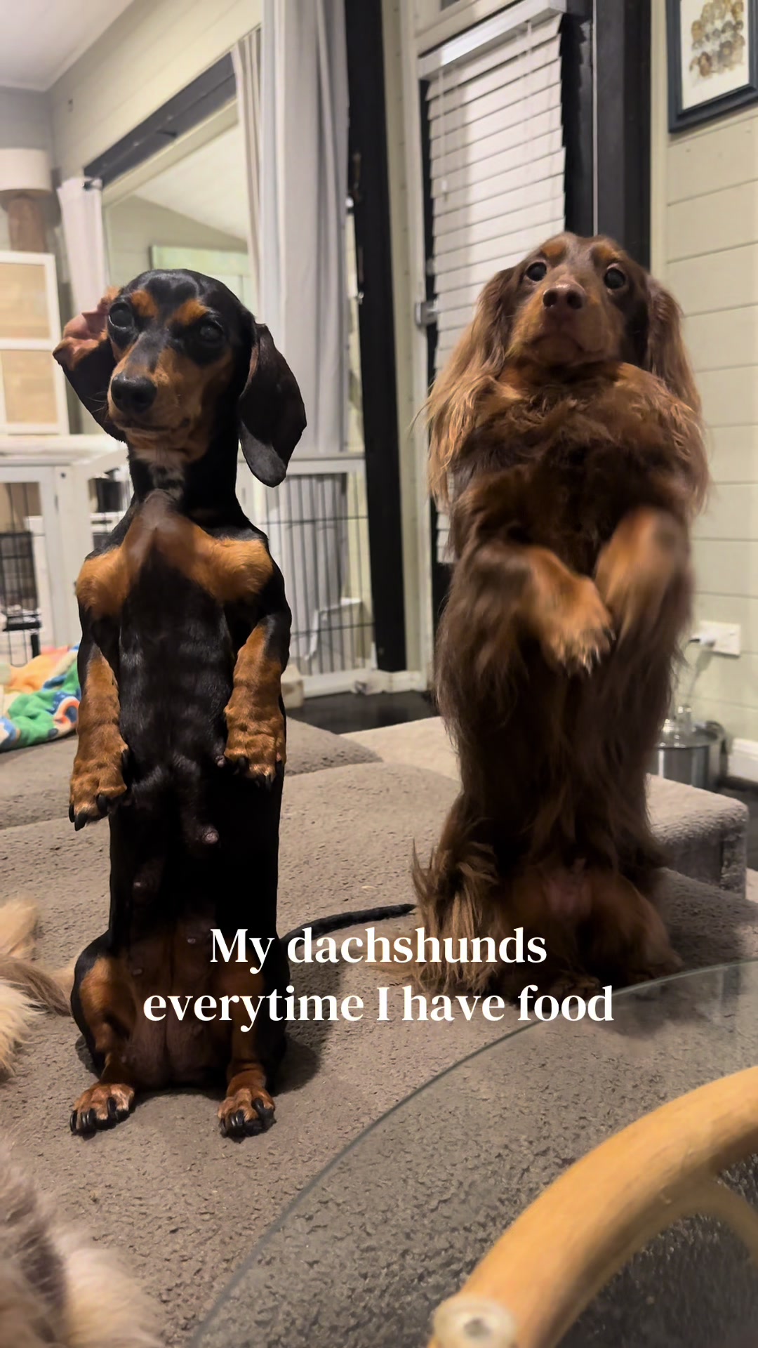 @ONATAH Dachshunds