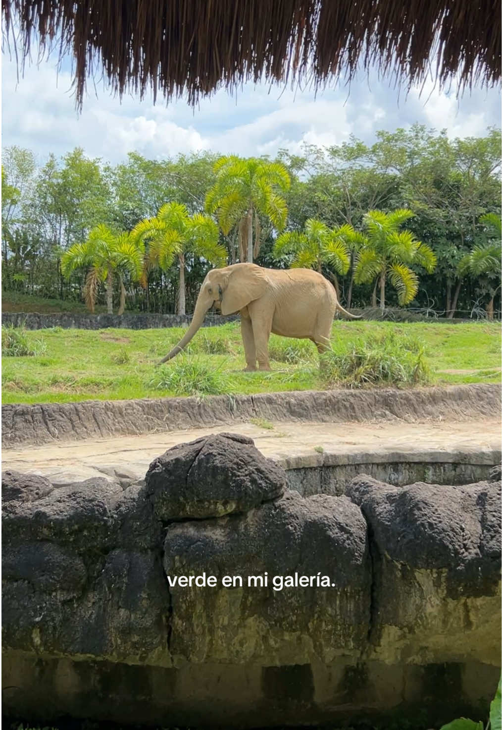 @eli