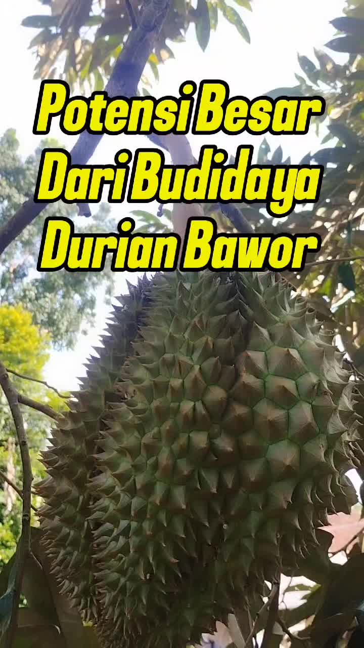 @Bukit Farming