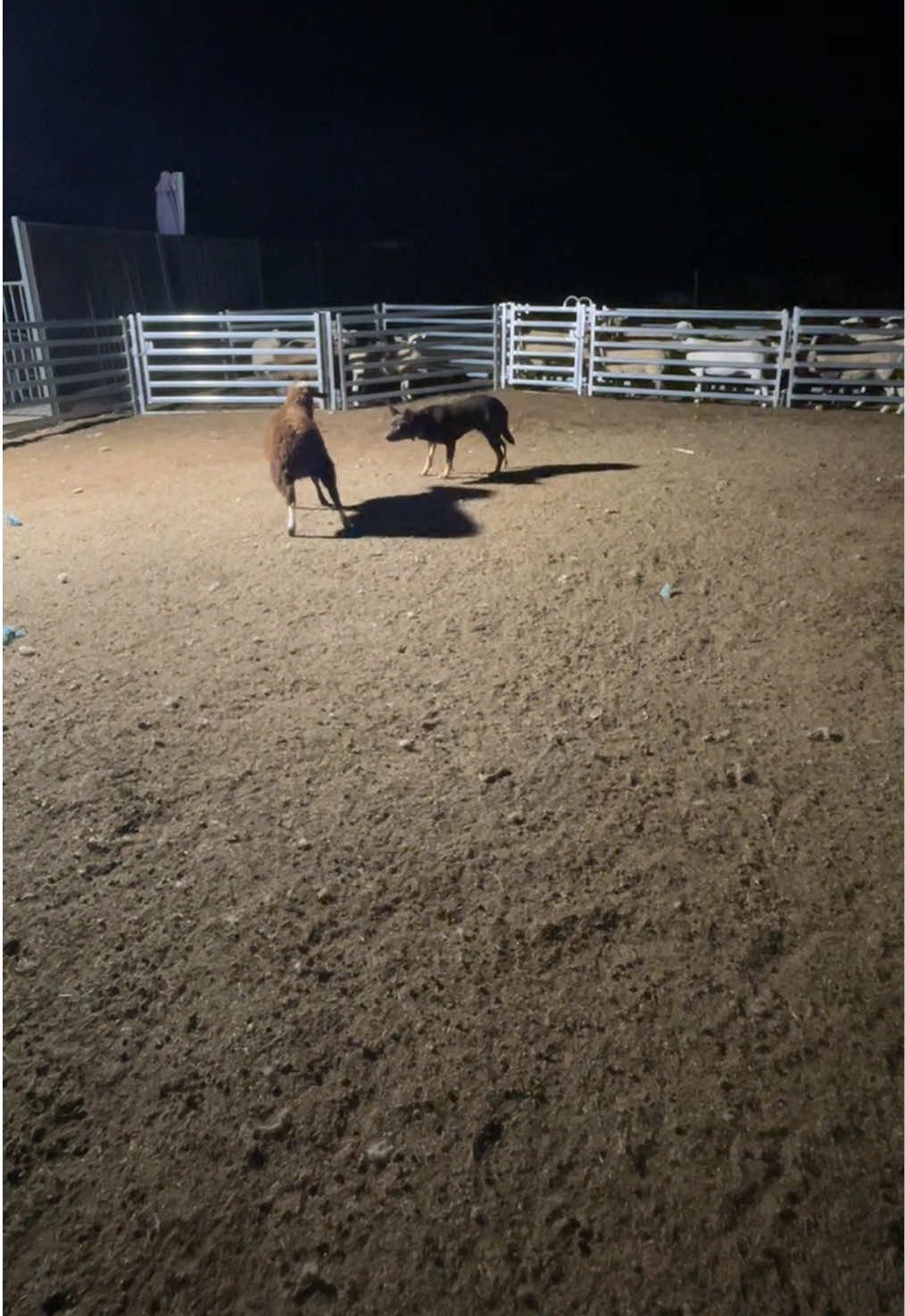 @SouthernDreamin Kelpie stud