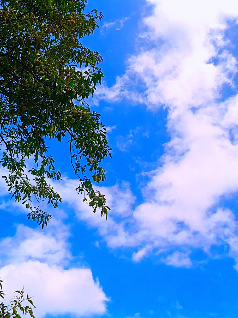 @🪺🦋বাংলার প্রকৃতি 🌾🌹
