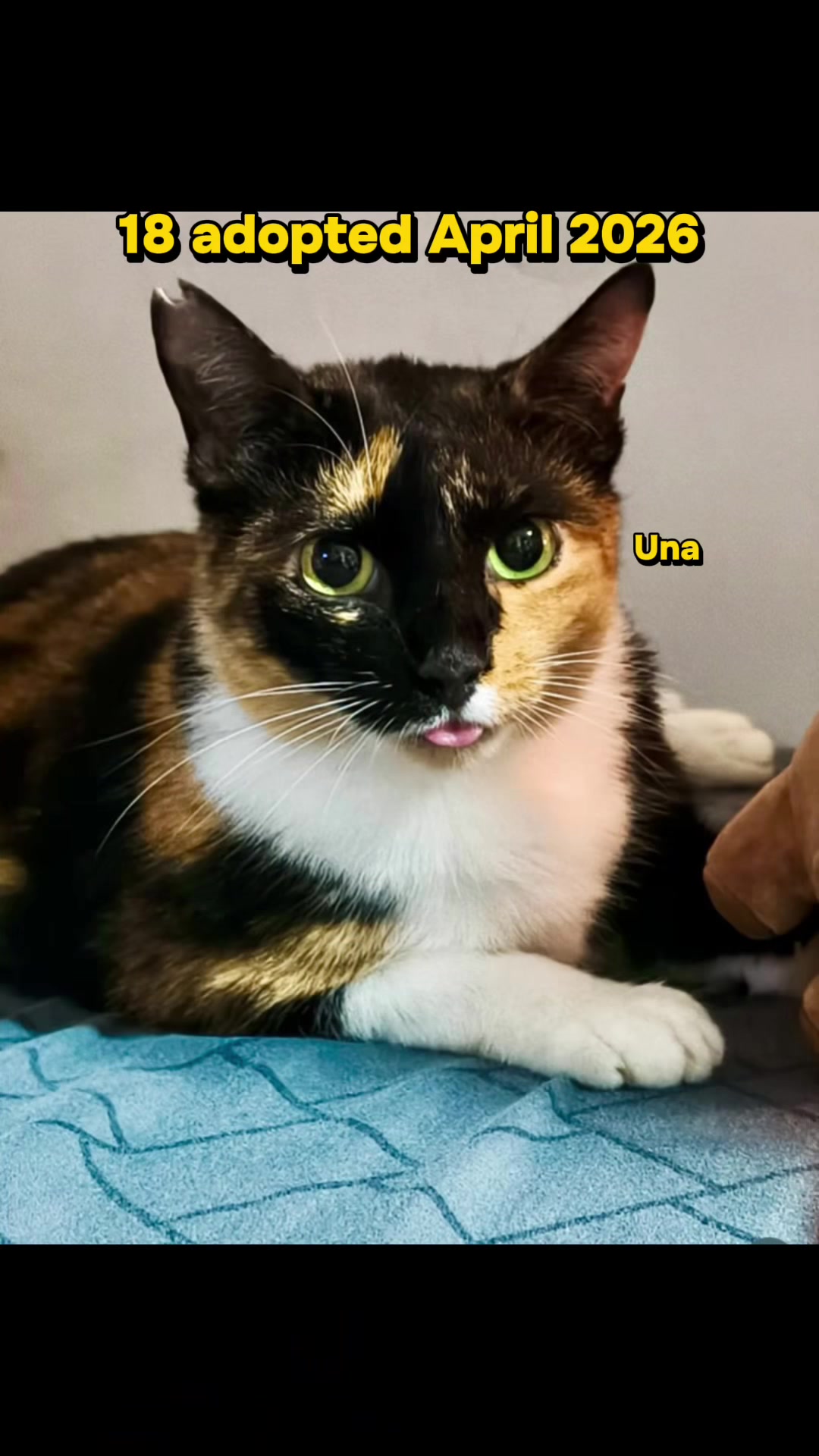 @Cats of BGC