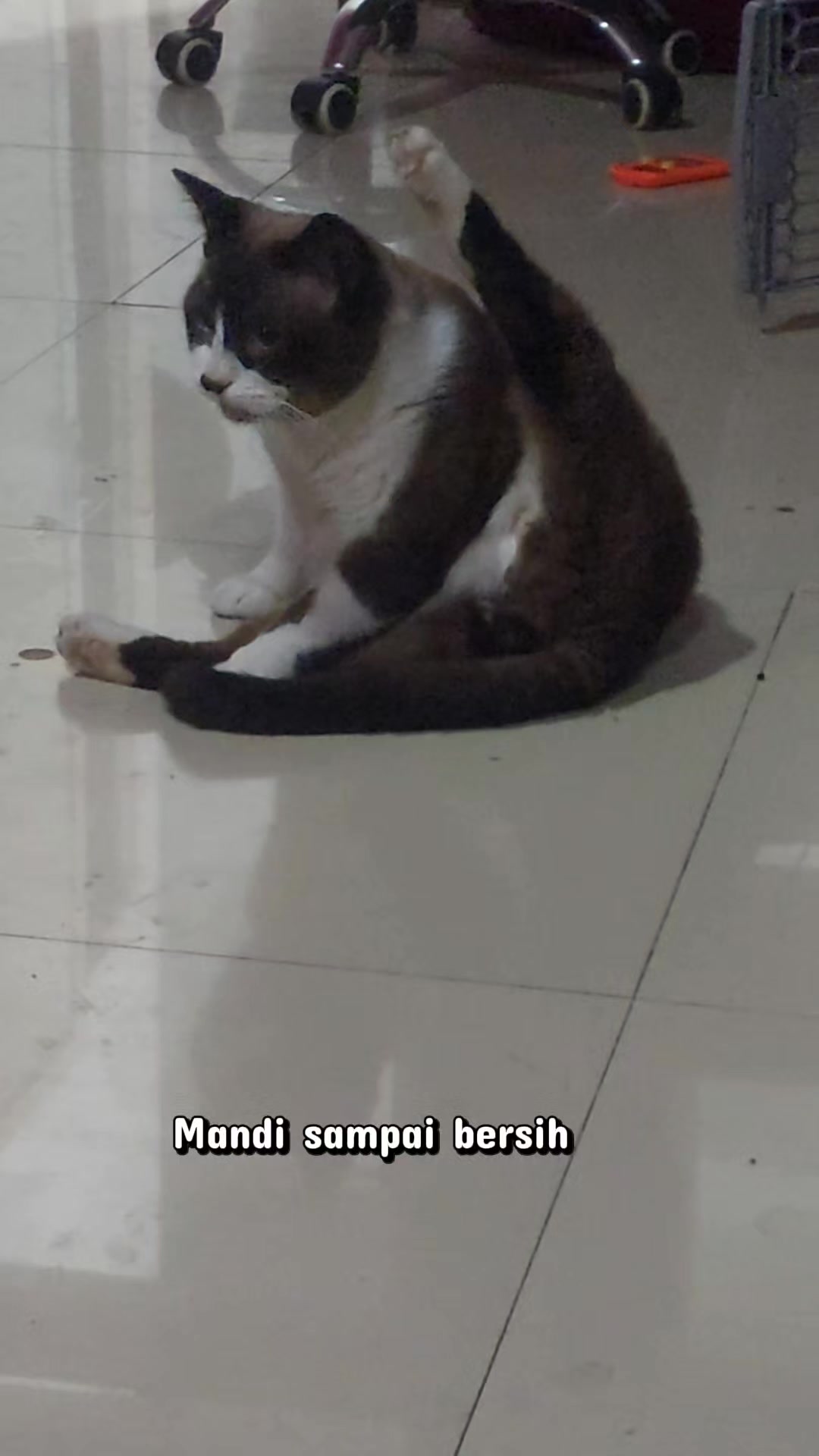 @Cileunyi Rabbit