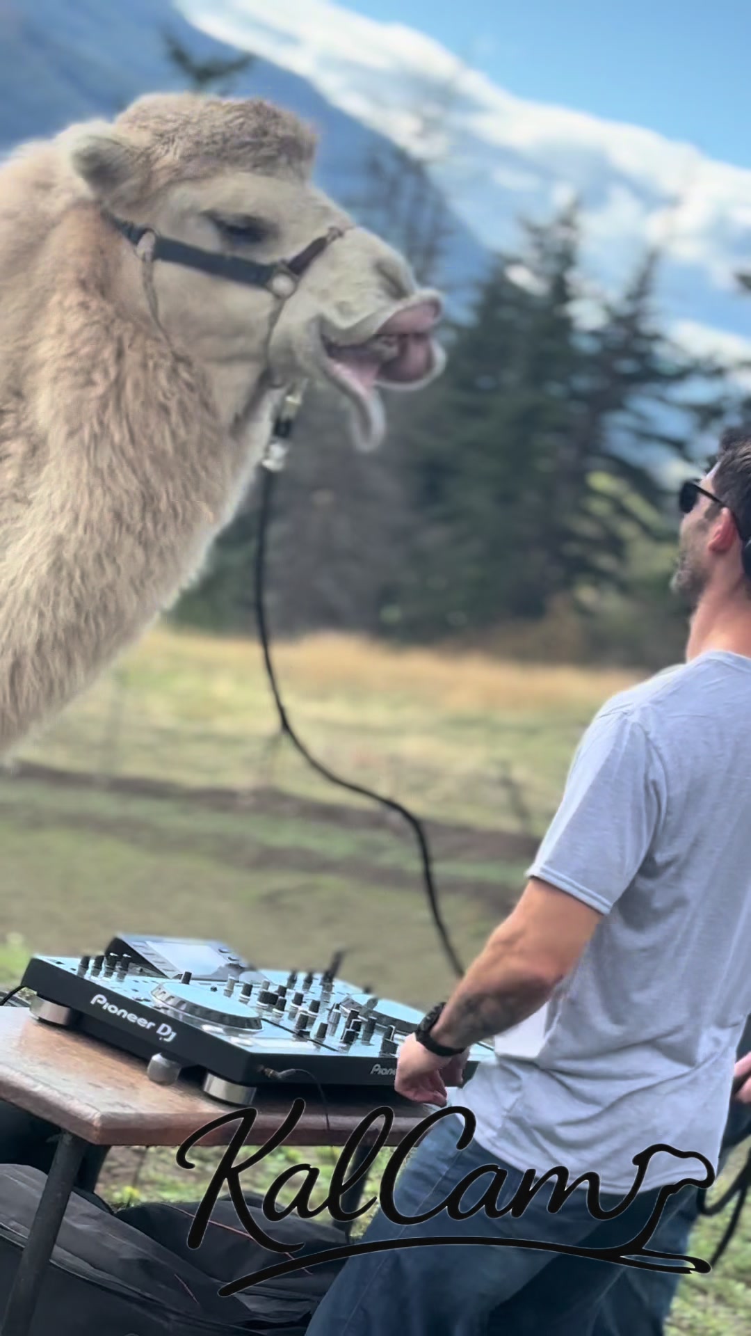 @MayhemTheCamel