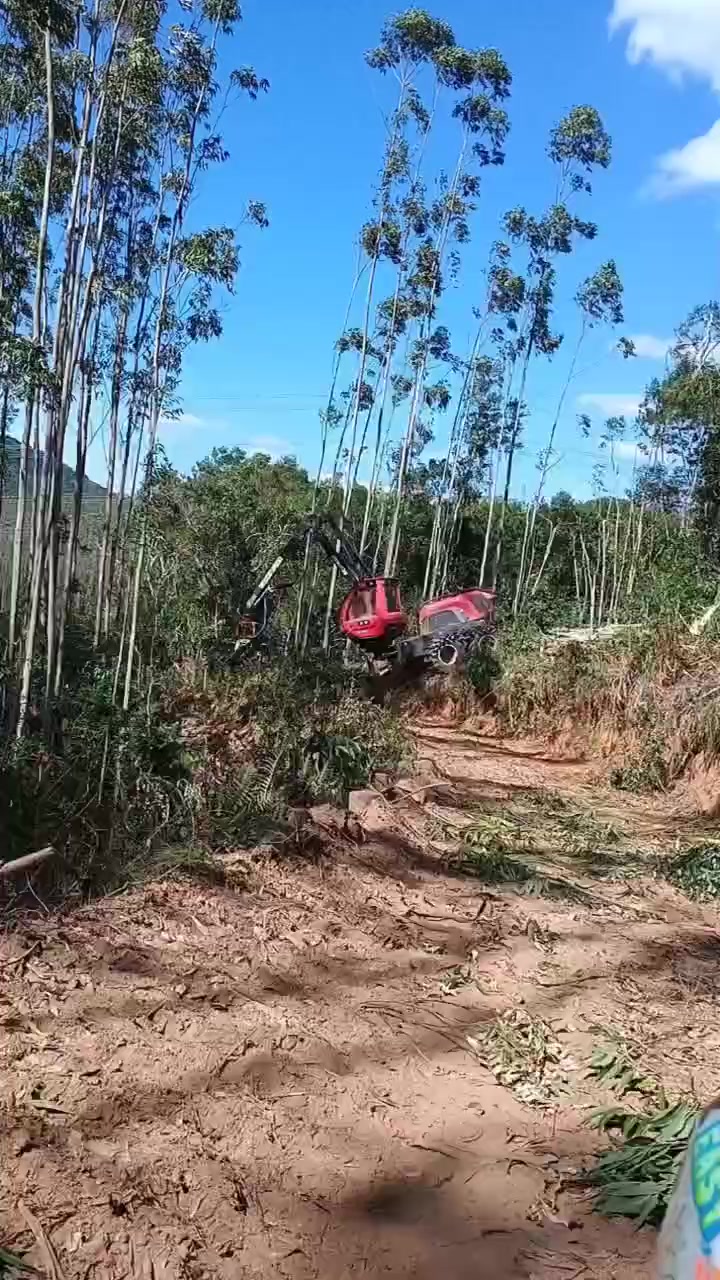 @🌲MAIKY_ROMÃO🌲