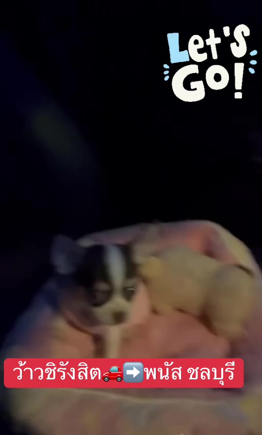 @Fb:Woww chihuahua