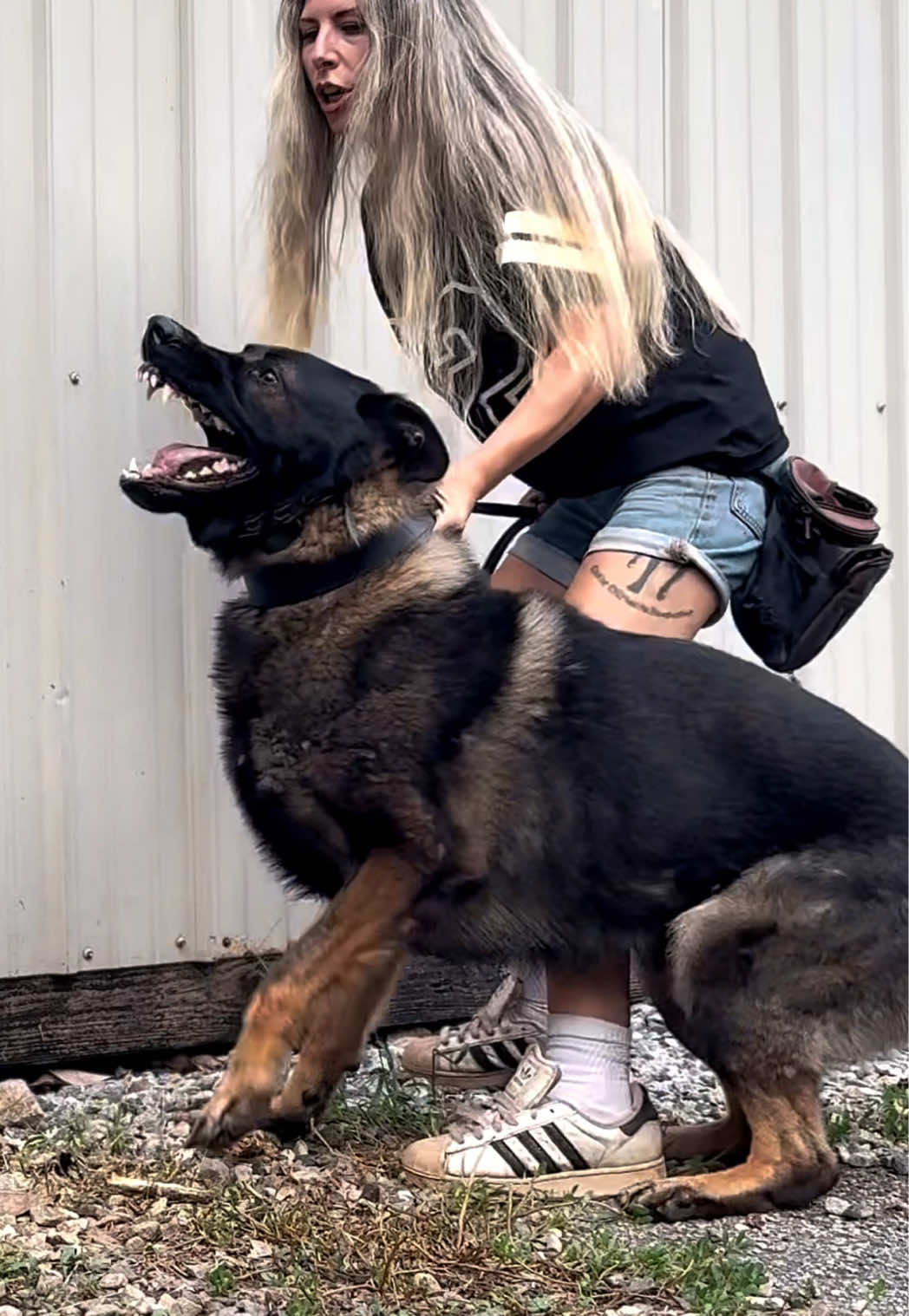 @True Guard K9 I Tara