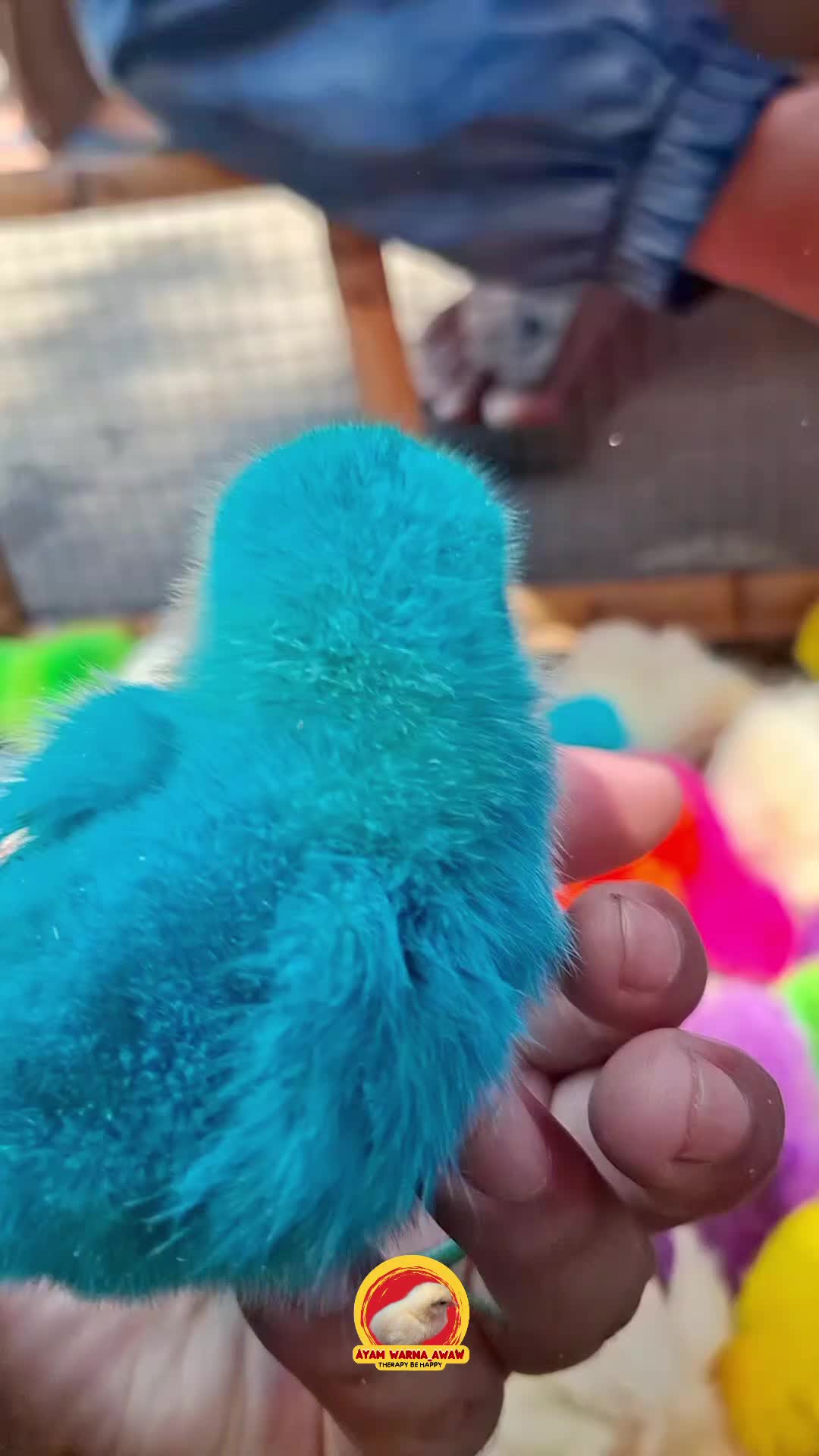 @AyamWarnaWarni