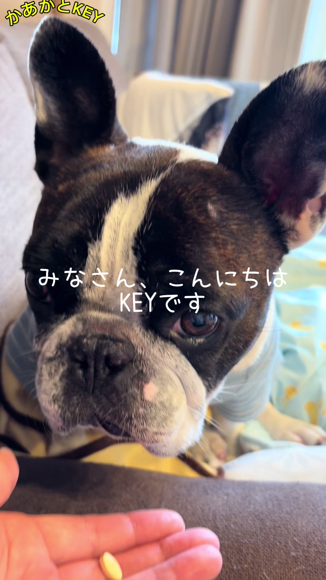 @かあかとKEY フレンチブルドックの日常